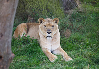 Lioness sitting on grass, zoo, front view
