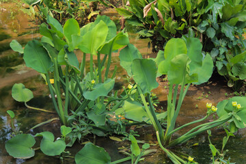 close up of Limnocharis flava plant with green broad leaves and yellow flowers