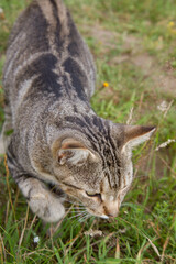 Grey cat walking through a garden