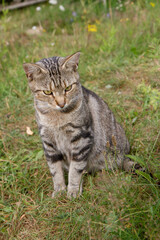 Grey cat in a garden in the sun