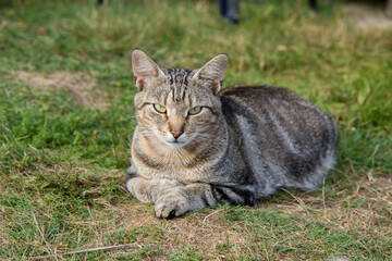 Naklejka na ściany i meble Grey cat resting in a garden in the sun, looking straight into the camera