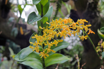 close up of a yellow Dendrobium discolor orchid with a blurred background