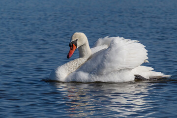 white swan swimming in a river