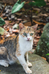 Naklejka na ściany i meble hermoso gato salvaje en medio del campo sentado en una piedra. mirando a la camara.