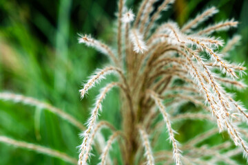 close up of fern isolated in the garden heading towards