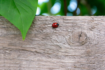 Wooden spring background with ladybug
