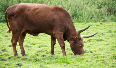 Obraz premium Wild deer type animal