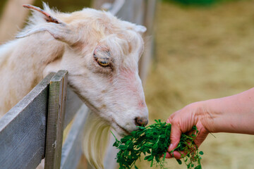 Each goat eagerly eats the grass from the woman's hand, appreciating her nurturing and care.
