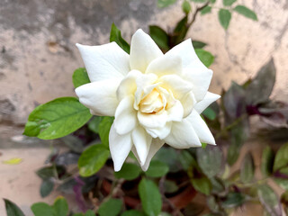 White Rose with green leaves in the Garden - White Rose Flower