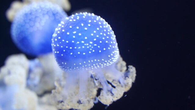 Fascinating Tropical Jellyfish in 4K