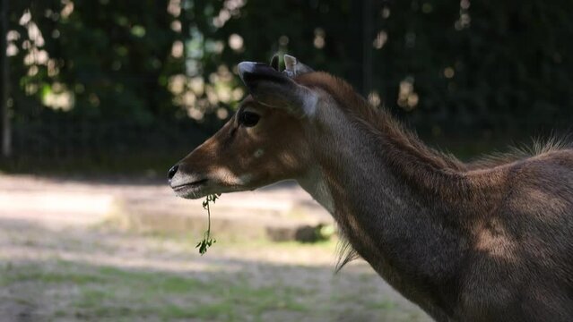 Nilgau antelope eating in Dortmund Zoo