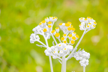 Close-up flower photos, special shots.