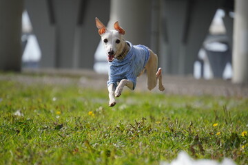 levretka, grass, nature, child, people, woman, summer, field, boy, outdoors, park, person, fun, spring, outdoor, farmer, garden, happiness, kid, meadow, rice, freedom, tree