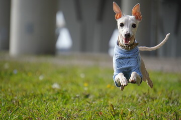 levretka, grass, nature, child, people, woman, summer, field, boy, outdoors, park, person, fun, spring, outdoor, farmer, garden, happiness, kid, meadow, rice, freedom, tree