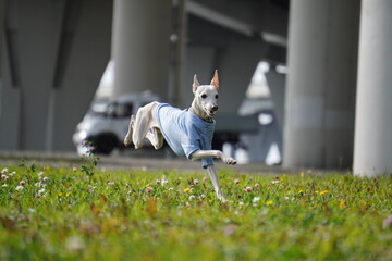 levretka, grass, nature, child, people, woman, summer, field, boy, outdoors, park, person, fun, spring, outdoor, farmer, garden, happiness, kid, meadow, rice, freedom, tree