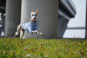 levretka, grass, nature, child, people, woman, summer, field, boy, outdoors, park, person, fun, spring, outdoor, farmer, garden, happiness, kid, meadow, rice, freedom, tree
