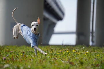 levretka, grass, nature, child, people, woman, summer, field, boy, outdoors, park, person, fun, spring, outdoor, farmer, garden, happiness, kid, meadow, rice, freedom, tree