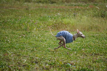 levretka, grass, nature, child, people, woman, summer, field, boy, outdoors, park, person, fun, spring, outdoor, farmer, garden, happiness, kid, meadow, rice, freedom, tree