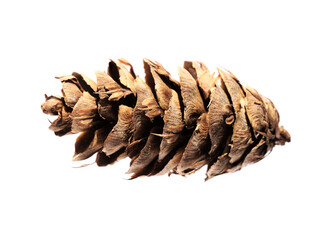 Cone of Pseudotsuga menziesii, Douglas fir, isolated on white background