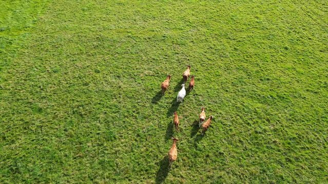cows running towards freedom, herd of cattle running aon a grass fields