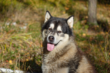 Alaskan malamute