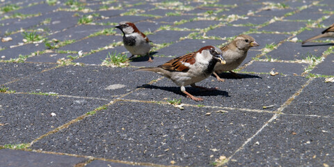  Moineau cisalpin - Passer italiae - station autoraoute
