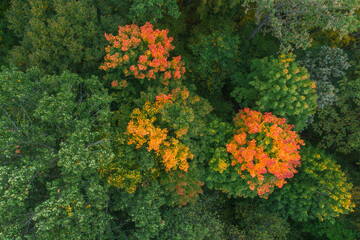 Autumn forest aerial from above, autumn concept background