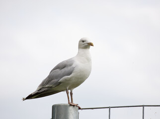 Seagull on a fence, gray background