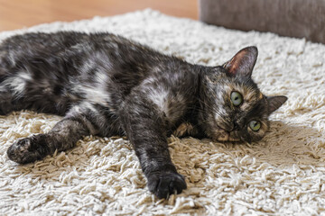 Domestic tortoiseshell, dark tricolor cat lies on the carpet in room. Happy pet sleeping, take nap,...
