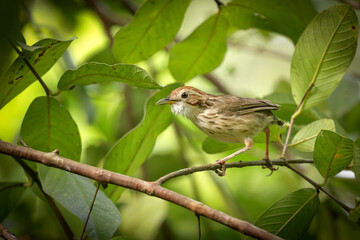 The puff-throated babbler or spotted babbler is a species of passerine bird found in Asia. They are found in scrub and moist forest mainly in hilly regions.