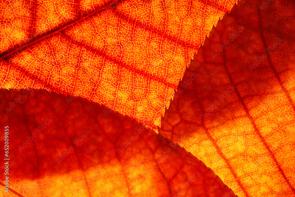 Poster bright background autumn season leaves close-up with backlight as a background, template or web bann