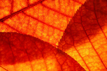 Bright background autumn season leaves close-up with backlight as a background, template or web...