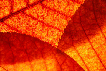 Bright background autumn season leaves close-up with backlight as a background, template or web banner for the design of the autumn theme