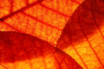 Fototapete Wasserfälle Bright background autumn season leaves close-up with backlight as a background, template or web banner for the design of the autumn theme  © Aleksandr Matveev