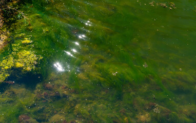 Green algae near the shore of the Tiligul estuary, Ukraine