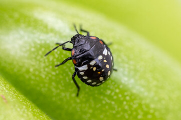 Naklejka premium Grüne Reiswanze im Gemüsebeet