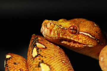 snake head close up of green tree python (Morelia viridis) from biak Island