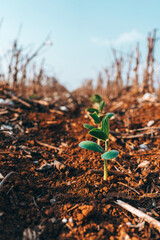 planta de soja em emergencia em fazenda no Mato Grosso 