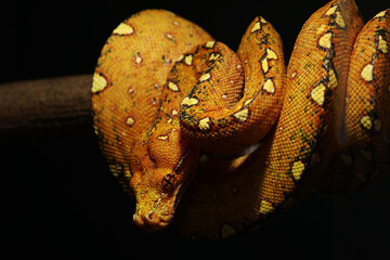Sub adult green tree python (Morelia viridis) from biak Island