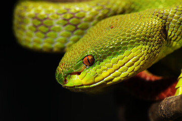 Female White-lipped pit viper (Trimeresurus albolabris)