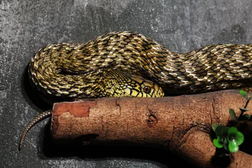 Foto op Canvas King rat snake or Taiwan stink snake (Elaphe carinata) © Pavaphon