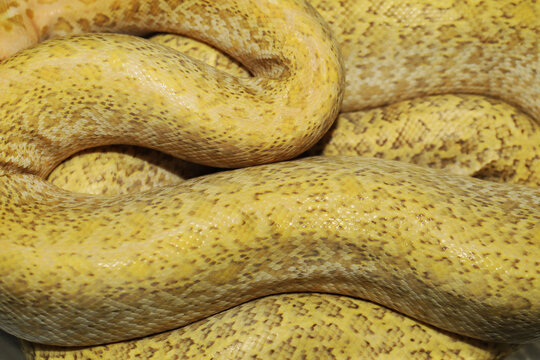 Rare color designer morph of Burmese Pythons snake (Python molurus bivittatus)