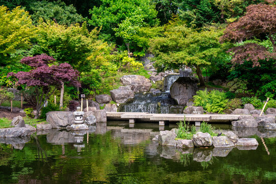 Beautiful traditional Japanese style Garden with a small waterfall, pond and rocks. Summer image of Kioto garden at Holland Park, London