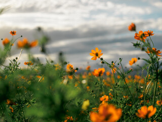 キバナコスモス