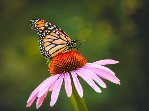 A Monarch butterfly" (Danaus Plexippus) sipping nectar through its proboscis from a Echinacea flower, natural blurred background, copy space