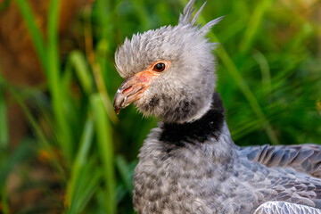 Portrait of Southern screamer, Chauna torquata wildbird