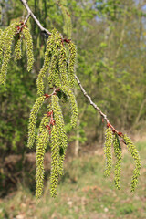 Female catkins of the Common Aspen Tree in April, Germany
