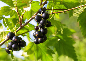garden shrub of black currant berries on a branch