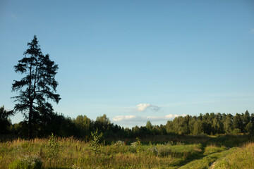 Obraz premium Summer landscape in field. Lone spruce.