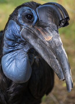 Bucorve d'Abyssinie, oiseau d'Afrique est une esp&egrave;ce d'oiseaux, proche des calaos, appartenant &agrave; la famille des Bucorvidae.